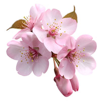 Lychee Blossom
