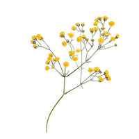 Immortelle 