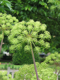 Angelica