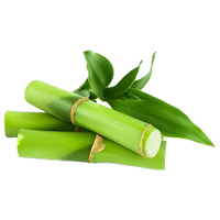Bamboo