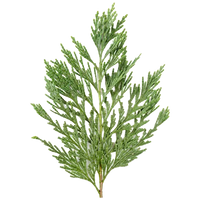 Cypress