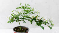 French Jasmine