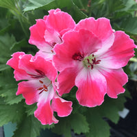 Geraniym flower