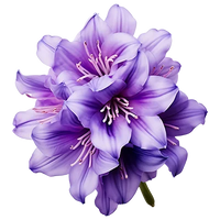 Hyacinth