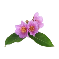 Myrtle