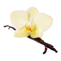 Vanilla