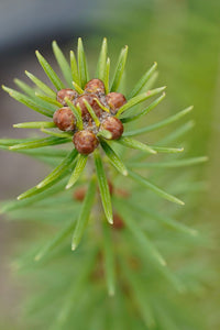 Balsam Fir