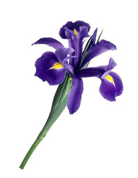 Florentine Iris