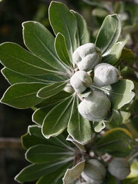 Pittosporum