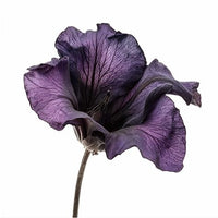Black Violet