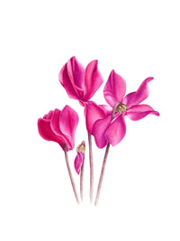 Cyclamen 
