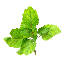 Indonesian patchouli leaf