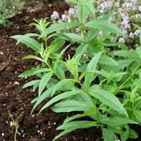 Lemon Verbena